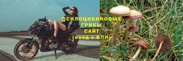 трава Белокуриха